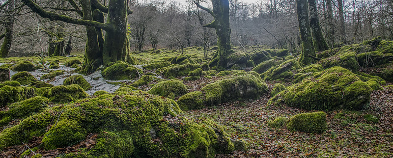 Selva de Irati - Que ver en Navarra