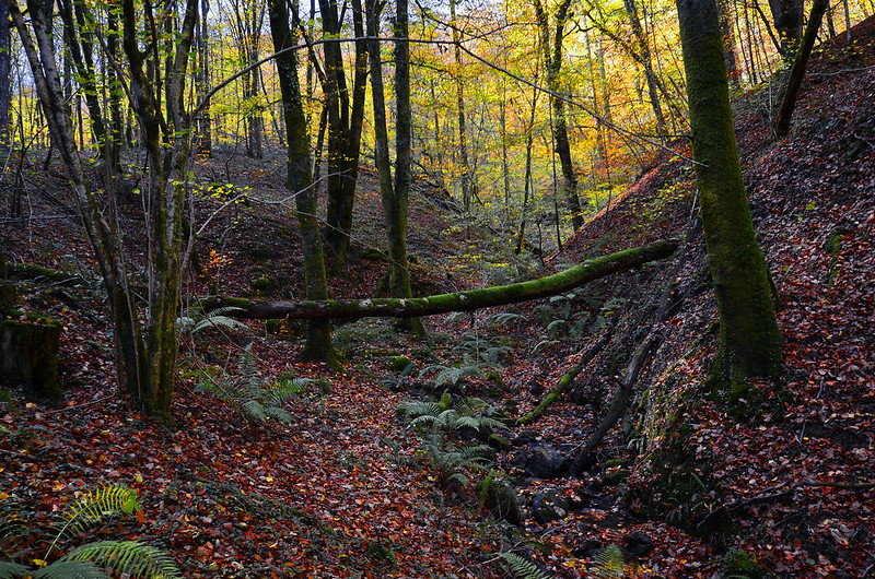 Parque Natural Señorío de Bertiz - Qué ver en Navarra