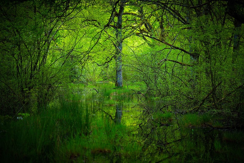 El Bosque o Robledal de Orgi  - Que ver en Navarra