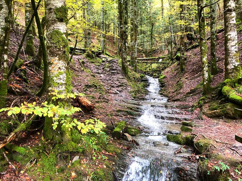 Selva de Irati del Valle de Salazar  - Que ver en Navarra